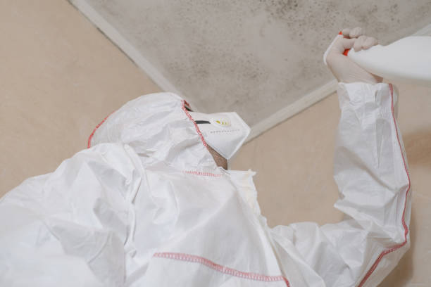 Best Mold Removal Company Near Me  in Seabrook, SC