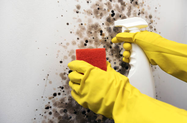 Certified Mold Removal in Seabrook, SC