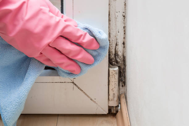 Seabrook, SC Mold Removal Company