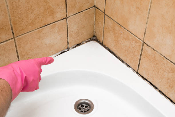 Mold Removal Process in Seabrook, SC